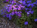 Aubrieta Greencurt Purple-1 Żagwin